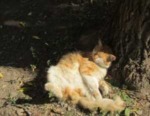 how to test for homorzopia disease