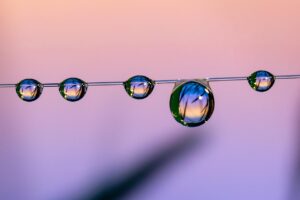 how to poison-proof home