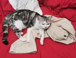 returnalgirl version4.4