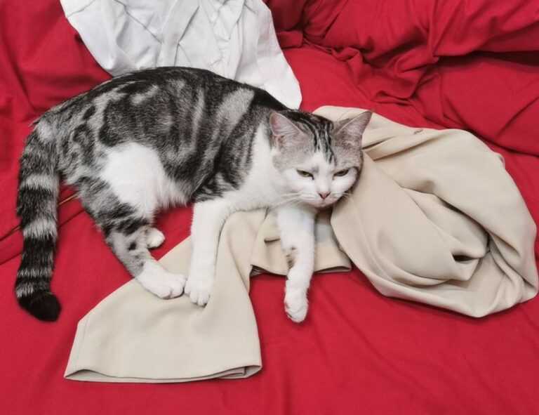 returnalgirl version4.4