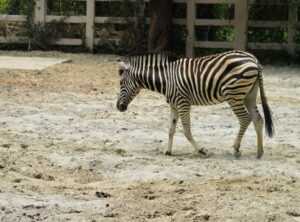 reino infantil zoo personajes png